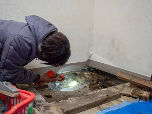  Ravenswood, WV Mold Removal Pros