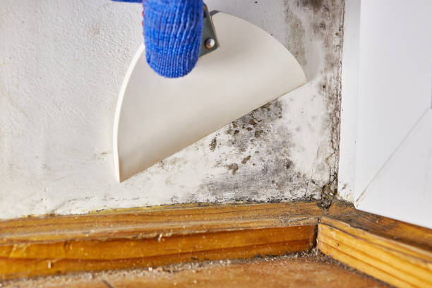 Reliable Ravenswood, WV Mold Removal Solutions